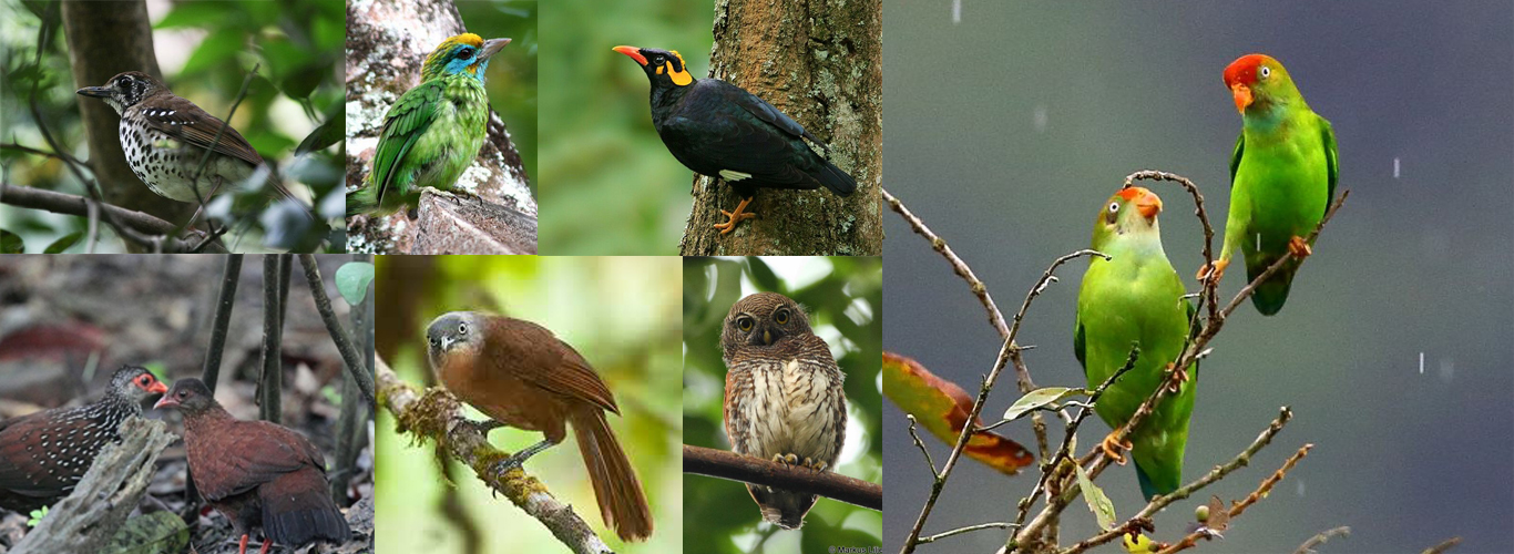 Bird Watching in Sri Lanka